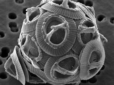 Gephyrocapsa oceanica, or coccolithophores, could become a victim of ocean acidification. (Photo: wikipedia)