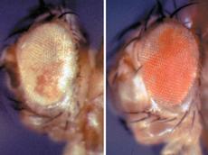 The two pictures show the eyes of two genetically identical flies. The difference in eye colour is determined by epigenetic factors. (Picture: Renato Paro/ETH Zürich)