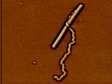 Atomkraftmikroskopaufnahme des Riesenmoleküls, das hier per Zufall ein Tabakmosaikvirus «umarmt», dem es in Ausmass und Form ähnelt. (Bild: zVg)