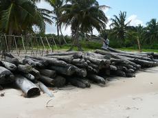In Ampanavoana, researchers spot a small rosewood compound on the beach. The trunk diameters are all under thirty centimetres and the wood is poor quality.