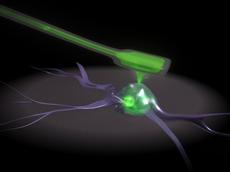 Über eine hohle Nadel, deren Spitze so dünn wie ein Atom ist, können Flüssigkeiten wie zum Beispiel Medikamentenwirkstoffe in einzelne Zellen injiziert werden (Bild: ZVg)