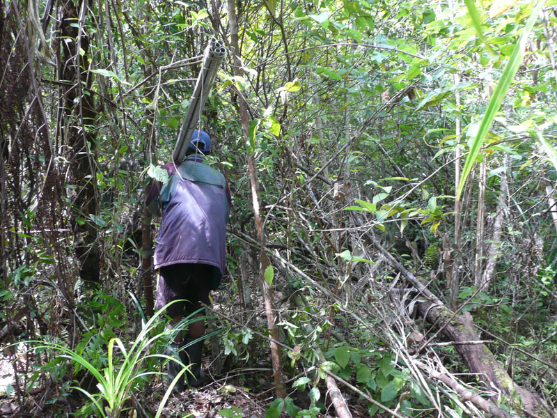 Ein einheimischer Dschungel-Guide bahnt sich einen Weg durch das schier undurchdringliche Dickicht. (Bild: Sonja Hassold / ETH Zürich)