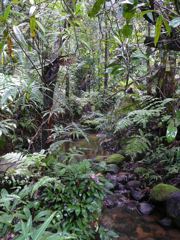 Atemberaubender Lebensraum und kaum ein Fortkommen für Forscher aus der Schweiz: Masoala Regenwald auf Madagaskar (Bild: Sonja Hassold / ETH Zürich).