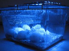 Blaues Licht schaltet ein in Mäuse implantiertes synthetisches Gen-Netzwerk an, das einen wichtigen Faktor bei der Blutzuckerregulierung herstellt. (Bild: Martin Fussenegger, ETH Zürich)