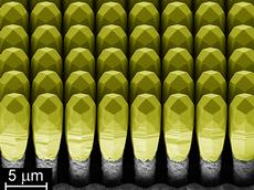 Neuartige Halbleiter-Struktur in einer elektronenmikroskopischen Aufnahme: Die gelb eingefärbten Köpfchen bestehen aus monolithischem Germanium, das graue Fundament aus Silizium. (Bild: Claudiu Falub, ETH Zürich)