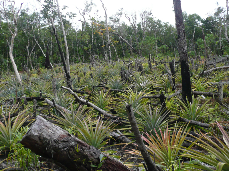 Der artenreiche Regenwald musste einer Ananas-Monokultur weichen.