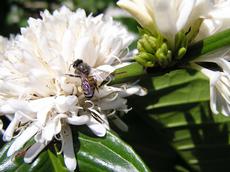 Eine Biene der Art Apis cerana (östliche Honigbiene) bestäubt Kaffeeblüten. Farmer können mit bestimmten Bewirtschaftungsmethoden die Leistung bestäubender Insekten erhöhen. (Bild: J. Ghazoul / ETH Zürich)