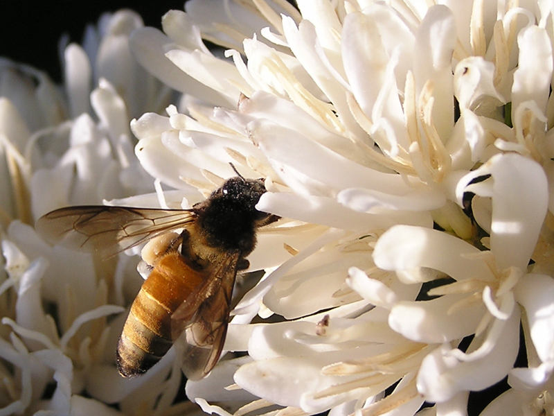 Die Riesenhonigbiene (Apis dorsata) ist die wichtigste Kaffeebestäuberin. (Bild: S. Krishnan / ETH Zürich)