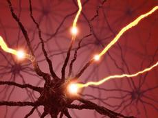 Axone, die abgehenden schlauchartigen Fortsätze von Nervenzellen, leiten blitzschnell Nervensignale weiter. ETH-Forscher haben die Geschwindigkeit der Reizleitung präzise messen können. (Bild: istockphoto.com)