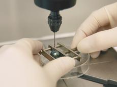 Ein Forscher bohrt eine Perle an, um Material für eine DNS-Analyse zu gewinnen. (Bild: Swiss Gemmological Institute SSEF)