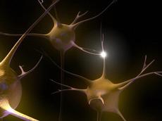 Nervenzellen kommunizieren miteinander über Neurotransmitter wie Dopamin und Acetylcholin. Solche Signalnetzwerke werden gezielt aktiviert im Zusammenhang mit Lernprozessen. (Grafik: Emily Evans, Wellcome Images, flickr.com)